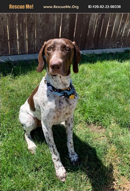 German shorthaired pointer rescue - However, the National German Shorthaired Pointer Rescue is a great resource no matter where you live, and they service all areas. On the other hand, if you’d like to purchase a German shorthaired pointer puppy from a breeder, you may want to check out the AKC’s Puppyfinder. Common Questions about German Shorthaired Pointers